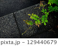 石階段の隙間から育つ緑の植物 129440679