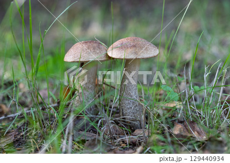 Pair of wild mushrooms growing in forest grass Pair of wild mushrooms growing in forest grass 129440934