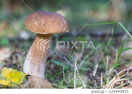 Single bolete mushroom on forest floor Single bolete mushroom on forest floor 129440935