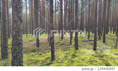 A tranquil and immersive shot of a pine forest floor covered in vibrant green moss. 129440997