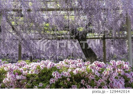 愛知県の曼陀羅寺公園の庭園に咲き誇る藤棚と色鮮やかなツツジの花 愛知県の曼陀羅寺公園の庭園に咲き誇る藤棚と色鮮やかなツツジの花 129442014