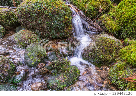 屋久島国立公園 苔が日本一きれいな沢(冬 屋久島国立公園 苔が日本一きれいな沢(冬 129442126