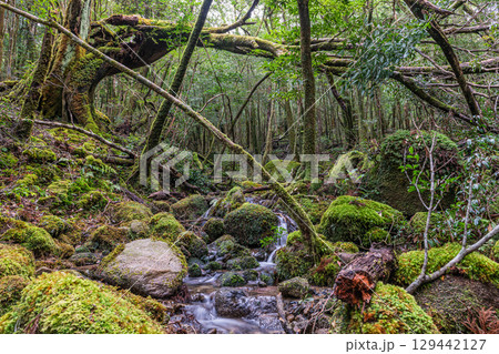 屋久島国立公園　苔が日本一きれいな沢(冬 129442127