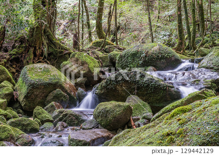 屋久島国立公園　豪快に流れる神が宿る谷(冬 129442129