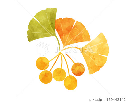 銀杏の葉とぎんなんの実をイメージした秋のイラスト 水彩風加工バージョン 129442142