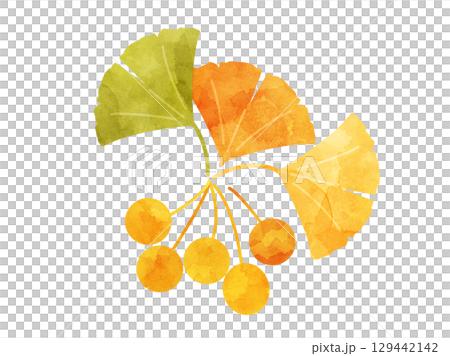 銀杏の葉とぎんなんの実をイメージした秋のイラスト 水彩風加工バージョン 129442142