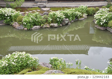 両足院の庭園 129442183