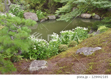 両足院の庭園 両足院の庭園 129442185