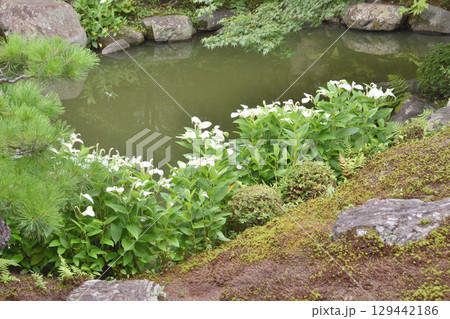 両足院の庭園 129442186