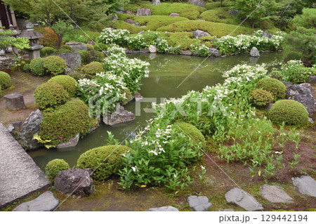両足院の庭園 129442194