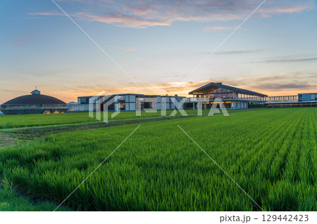 夕方のスイデンテラス 129442423