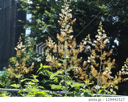 タケニグサ 129442527