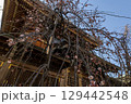 早春の湯島天満宮　しだれ梅 129442548