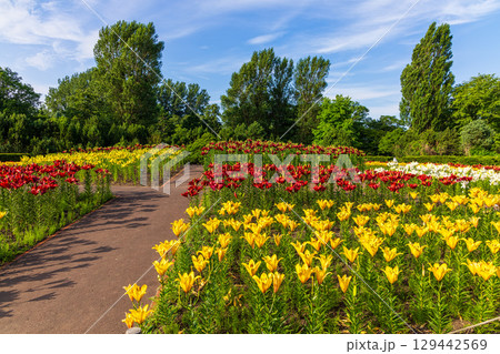 百合が原公園 (北海道 7月) 百合が原公園 (北海道 7月) 129442569