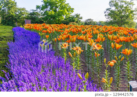 百合が原公園 (北海道 7月) 百合が原公園 (北海道 7月) 129442576