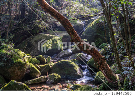 屋久島国立公園　ヒメシャラと木漏れ日の谷(冬 129442596