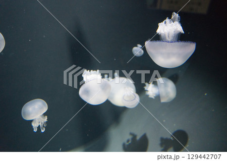 加茂水族館のクラゲ(パルモ) 加茂水族館のクラゲ(パルモ) 129442707