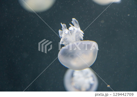 加茂水族館のクラゲ(パルモ) 加茂水族館のクラゲ(パルモ) 129442709