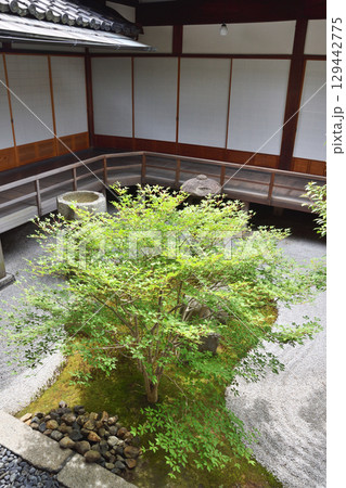 両足院の方丈と庫裡の中庭 129442775