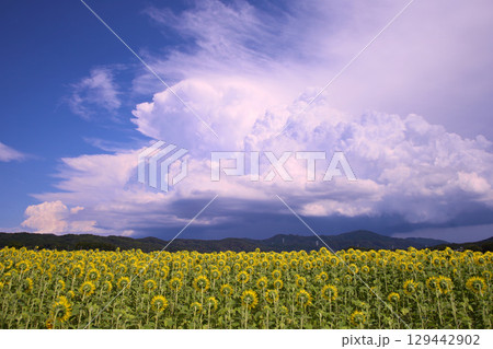 益子町 ひまわり畑と雷雲 益子町 ひまわり畑と雷雲 129442902