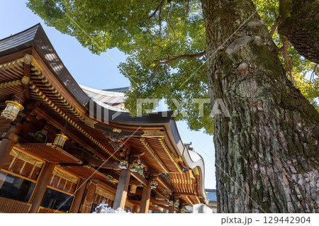 早春の湯島天満宮　大木と拝殿 129442904