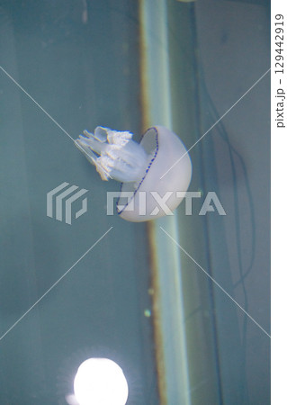 加茂水族館のクラゲ（パルモ） 129442919