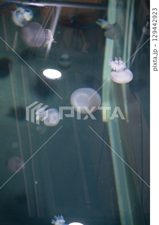 加茂水族館のクラゲ(パルモ) 加茂水族館のクラゲ(パルモ) 129442923
