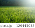 朝日を受けて輝く田んぼの朝露 129443032