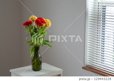 白い部屋に置かれたケイトウ 129443229
