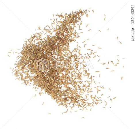 Paddy Rice grain fly in mid air. Yellow Golden Paddy Rice falling scatter, explosion float in shape form line group. White background isolated freeze motion high speed shutter 129443264