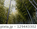 Bamboo＆Forest 129443302