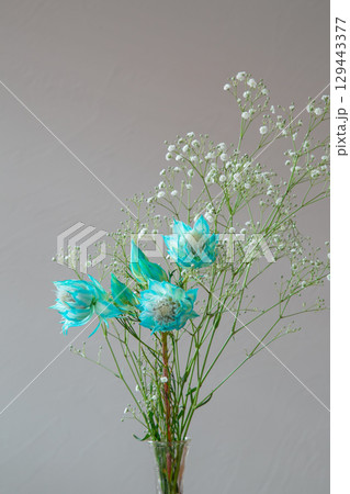 白い部屋に置かれたセルリアとカスミソウ 129443377