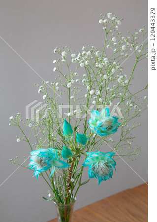 白い部屋に置かれたセルリアとカスミソウ 129443379