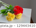 白い部屋に置かれたケイトウ 129443410