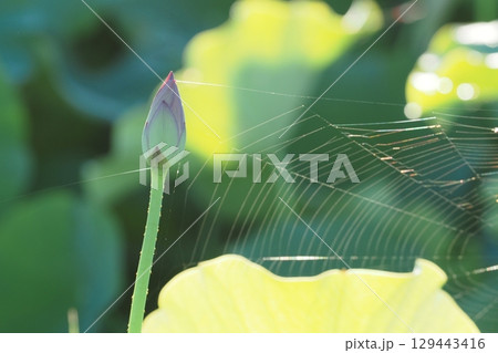 ハスの花のつぼみと蜘蛛の巣 129443416