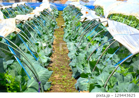 野菜の栽培農家では、天候に左右されながら懸命な努力を続ける 129443625