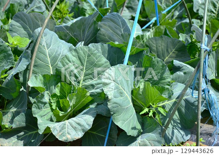 野菜の栽培農家では、天候に左右されながら懸命な努力を続ける 野菜の栽培農家では、天候に左右されながら懸命な努力を続ける 129443626