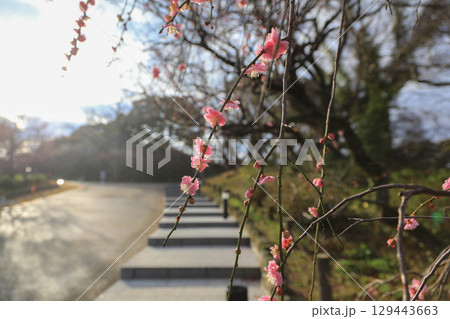 舞鶴公園の梅 舞鶴公園の梅 129443663