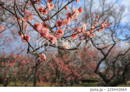 舞鶴公園の梅 舞鶴公園の梅 129443664