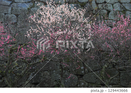 舞鶴公園の梅 129443666