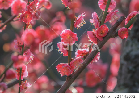 舞鶴公園の梅 129443672