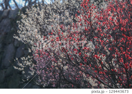 舞鶴公園の梅 129443673