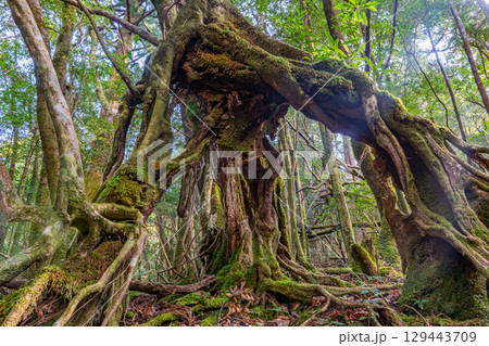 屋久島国立公園　複雑に絡み合った巨木(冬 129443709