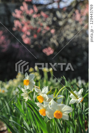 水仙と梅 129443769