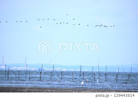 水鳥が群れをなして大空を舞う背景素材 水鳥が群れをなして大空を舞う背景素材 129443814