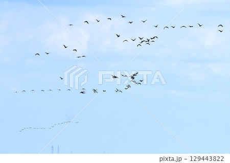 水鳥が群れをなして大空を舞う背景素材 129443822