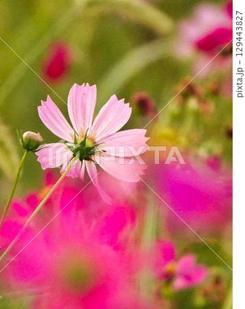 秋の日差しを受けて咲くコスモスの花 129443827