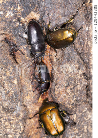 コクワガタ コクワガタ 129443888