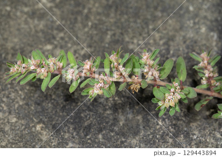 コニシキソウ 129443894