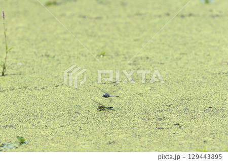 シオカラトンボ シオカラトンボ 129443895